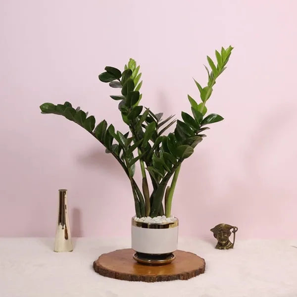 zamia zz green plant in white ceramic pot close up view