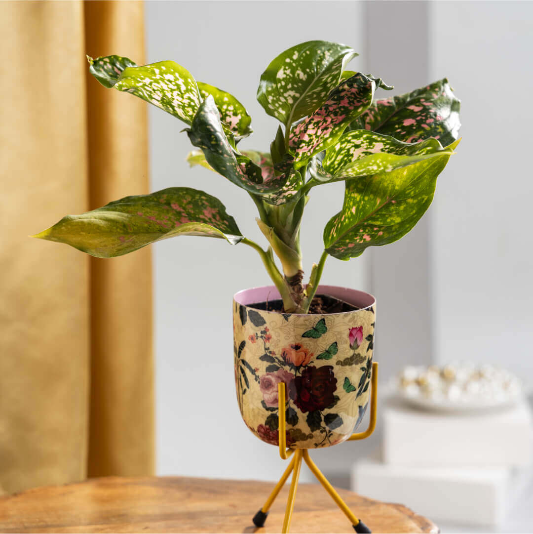 Aglonema Rui With Floral Print Metal Plant Stand