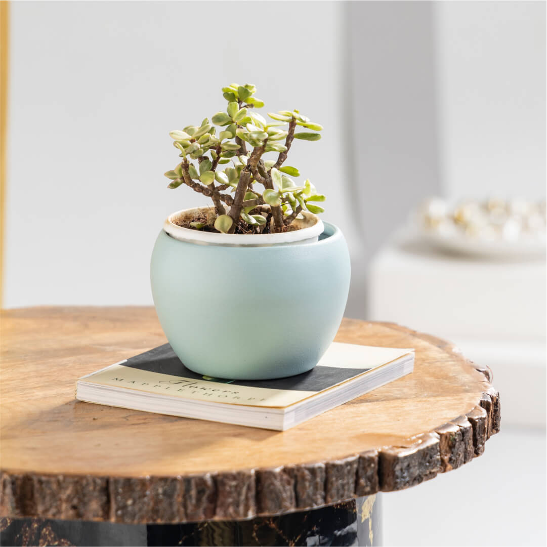 Zed Jade Plant with Round Pastel Bule Metal Plant Pot