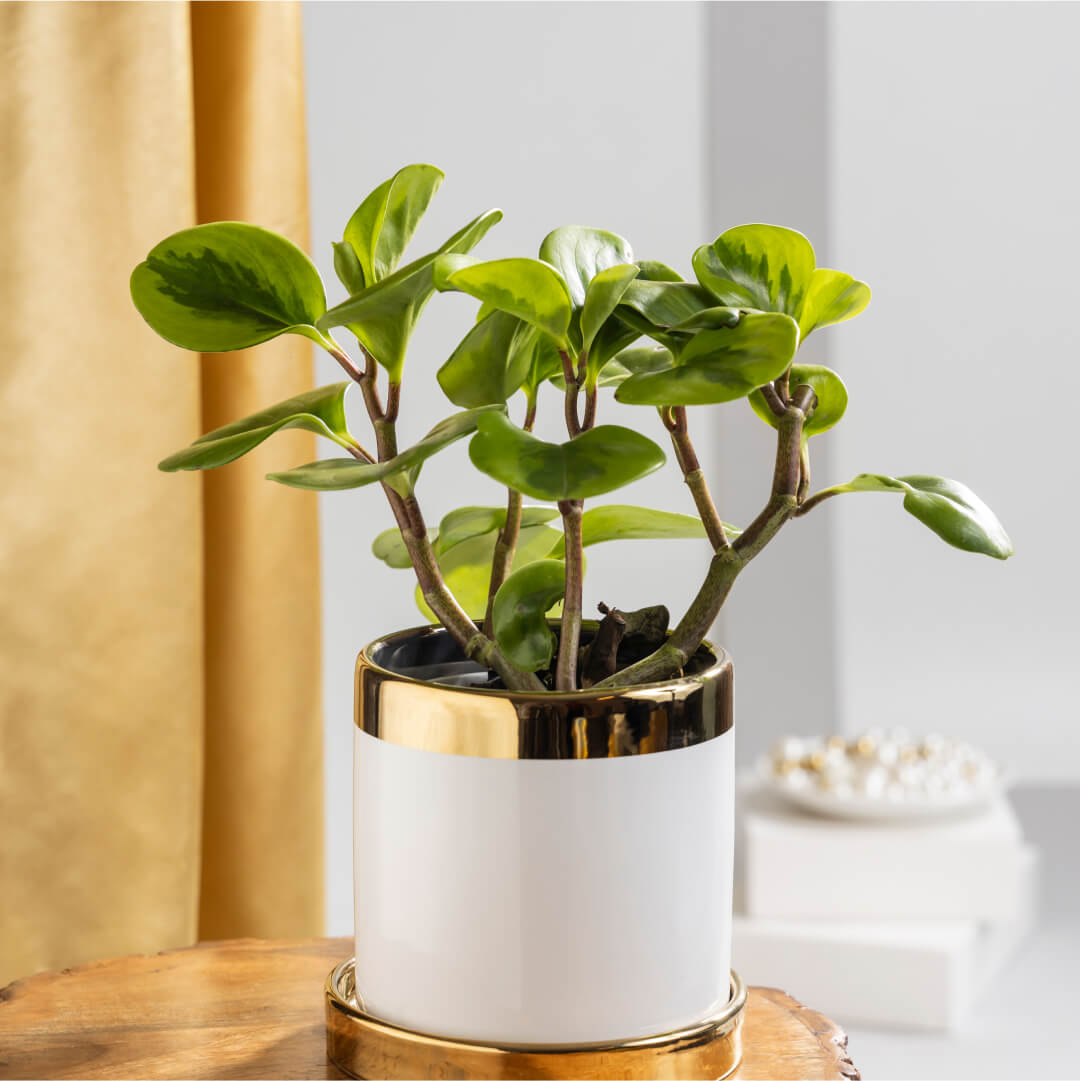 Peperomia Obtusifolia Baby Rubber Plant with White Ceramic Plant Pot