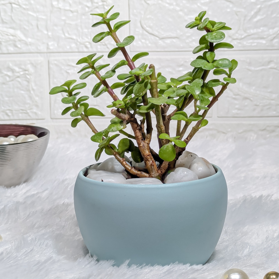 Jade Plant with Metal Pot in White, Live Indoor Plants for Living Room, Plant Stand for Balcony, Stylish Pots for Indoor Plants and Décor Visit the Floral Boutique Store