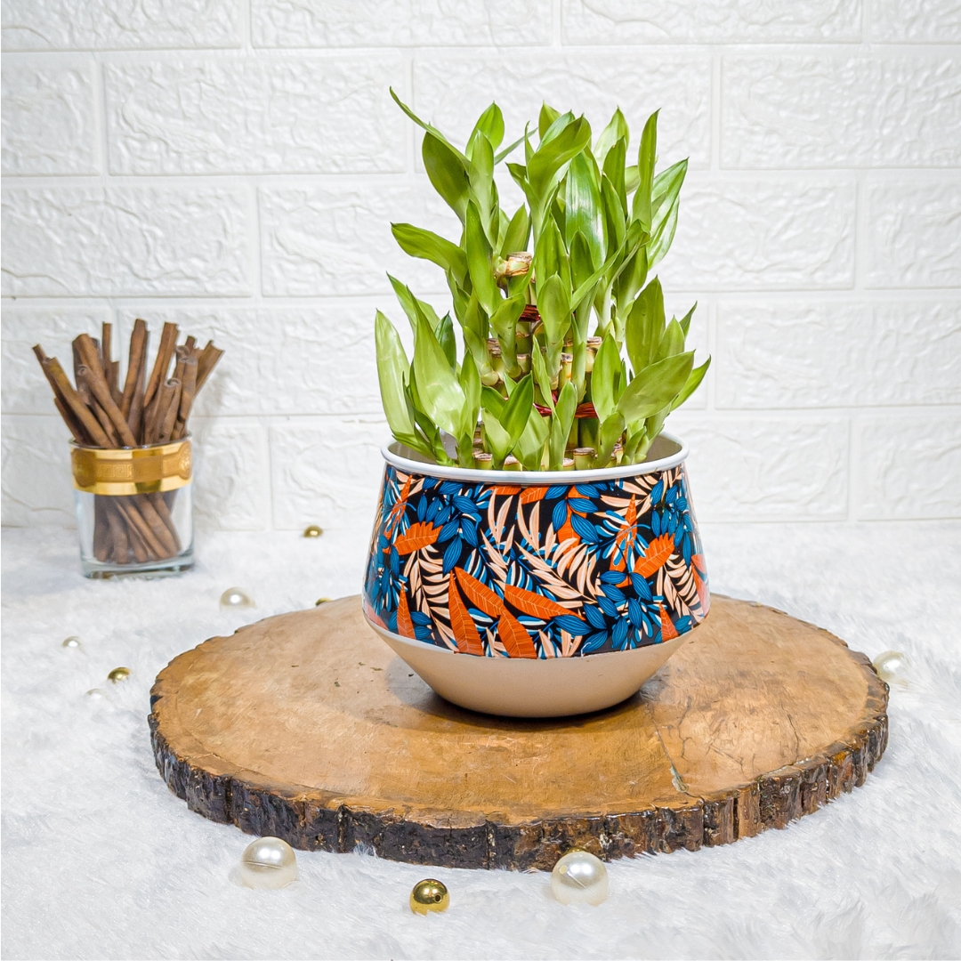 3-Layer Lucky Bamboo in Designer Metal Printed Pot – Feng Shui Indoor Plant, Decorative Lucky Bamboo for Home & Office, Easy Care Houseplant, Perfect Gift for Housewarming & Special Occasions