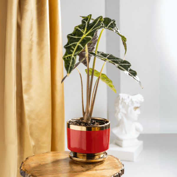 Alocasia Polly Plant with Red Ceramic Plant Pot