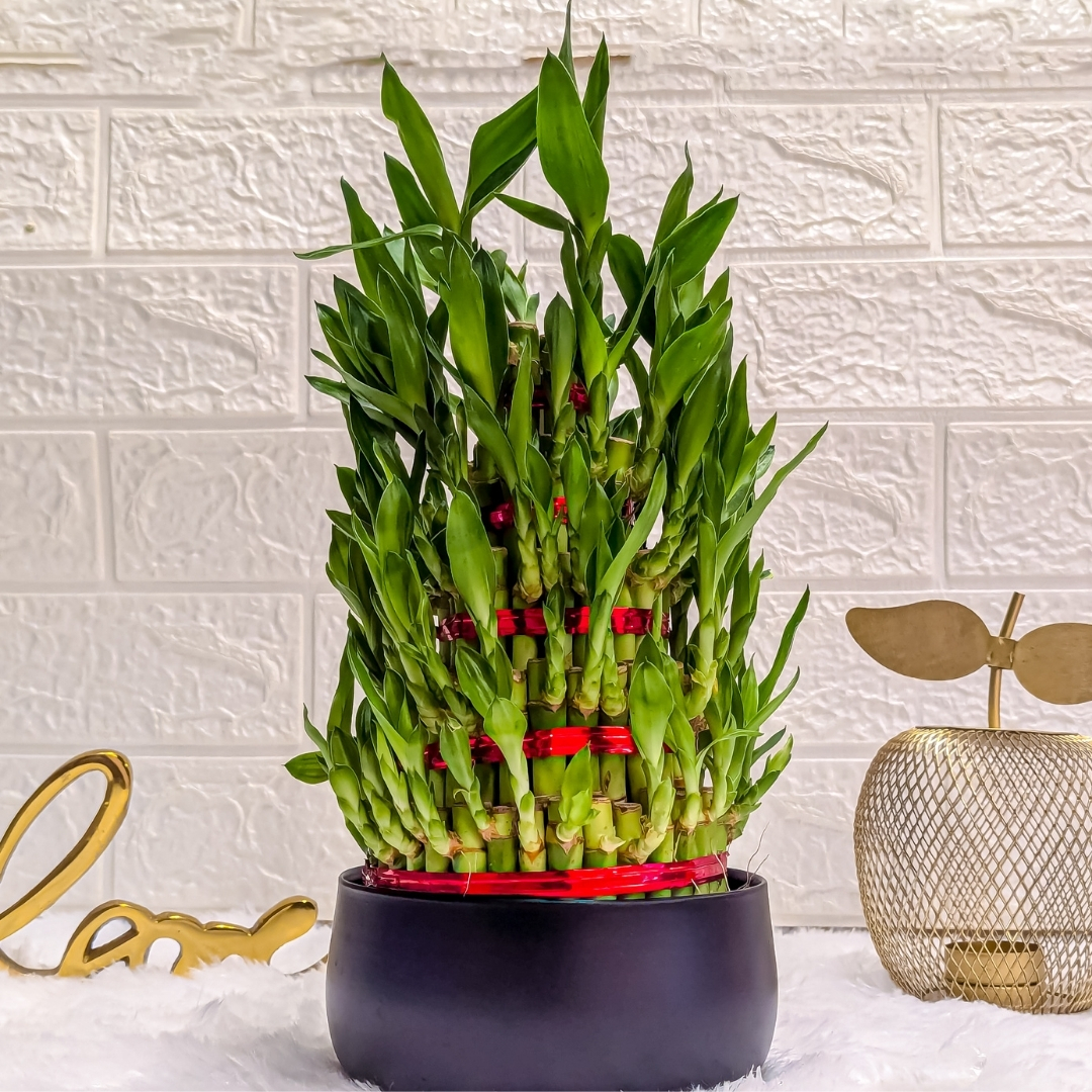 5 Layer Lucky Bamboo Plant in Black Metal Pot Live Indoor Plants for Living Room, Plant Stand for Balcony, Stylish Pots for Indoor Plants and Décor