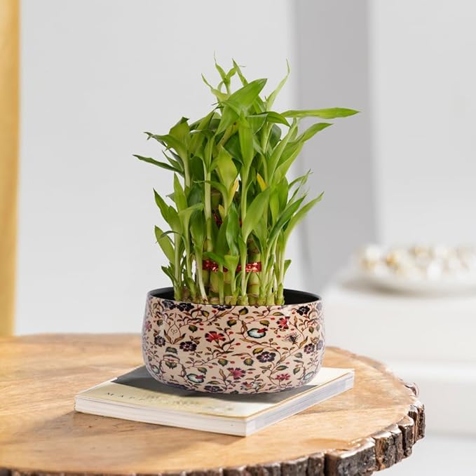 3 Layer Lucky Bamboo Plant with Metal Plant Pot, Live Indoor Plants for Living Room, Plant Stand for Balcony, Stylish Pots for Indoor Plants and Décor