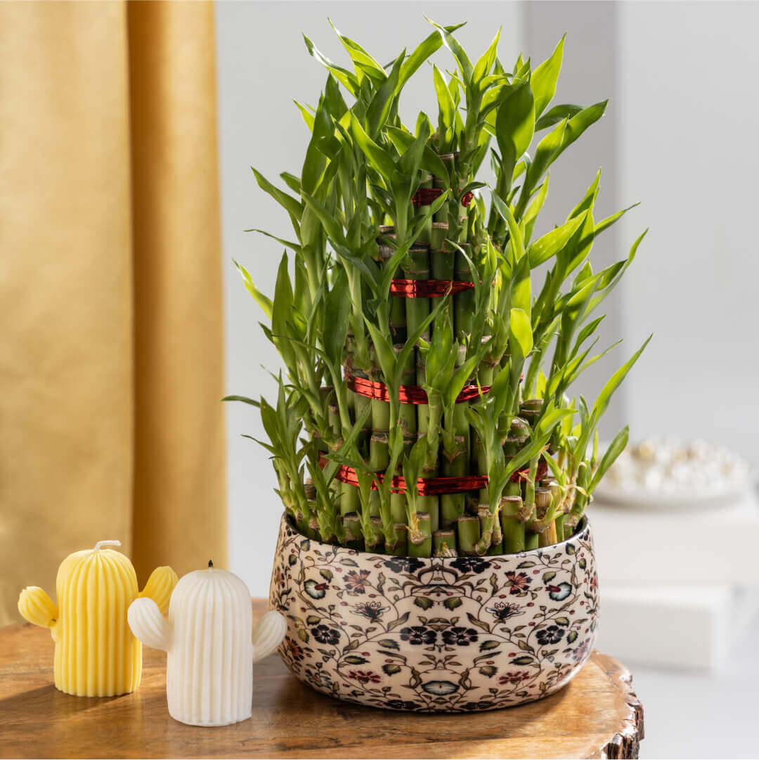 Lucky Bamboo 5 Layer Plant With Floral Printed Metal Plant Pot