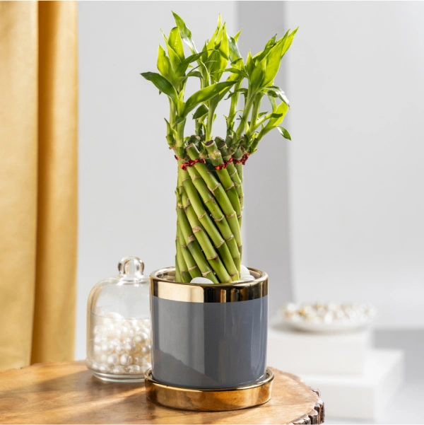 Spiral Lucky Bamboo Plant with Grey Ceramic Plant Pot