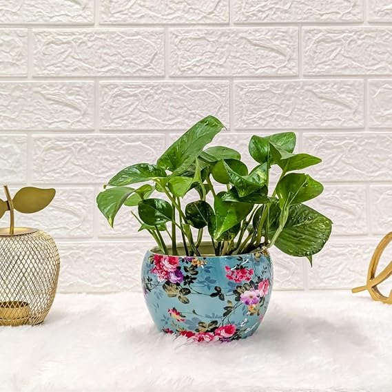 Money Plant in Metal Pot - Indoor Live Plant for Home Decor | Perfect Small Plant for Office Desk | Stylish Indoor Plant Pots for Living Room Pack of 1