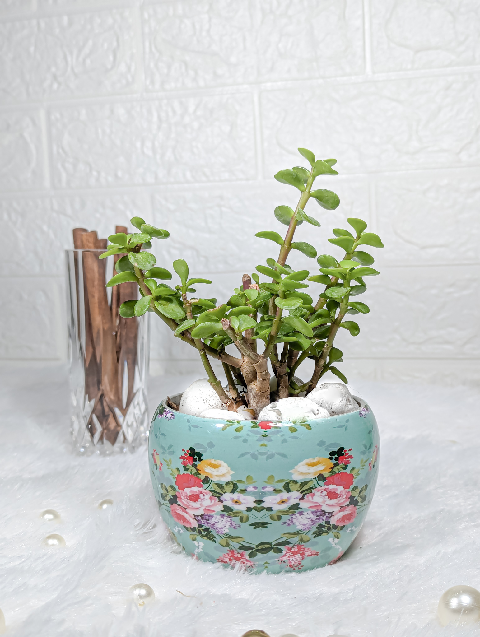 Zed Jade Plant with Sky Blue Floral Printed Pot