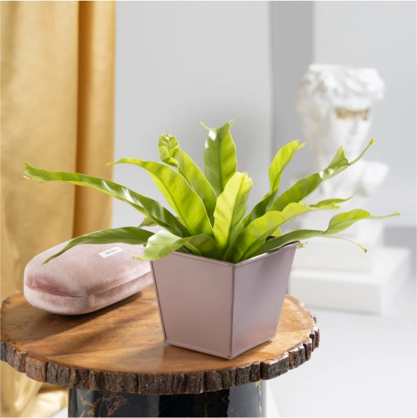 Asplenium Nidus Leslie Fern Plant with Light Pink Metal Plant Pot