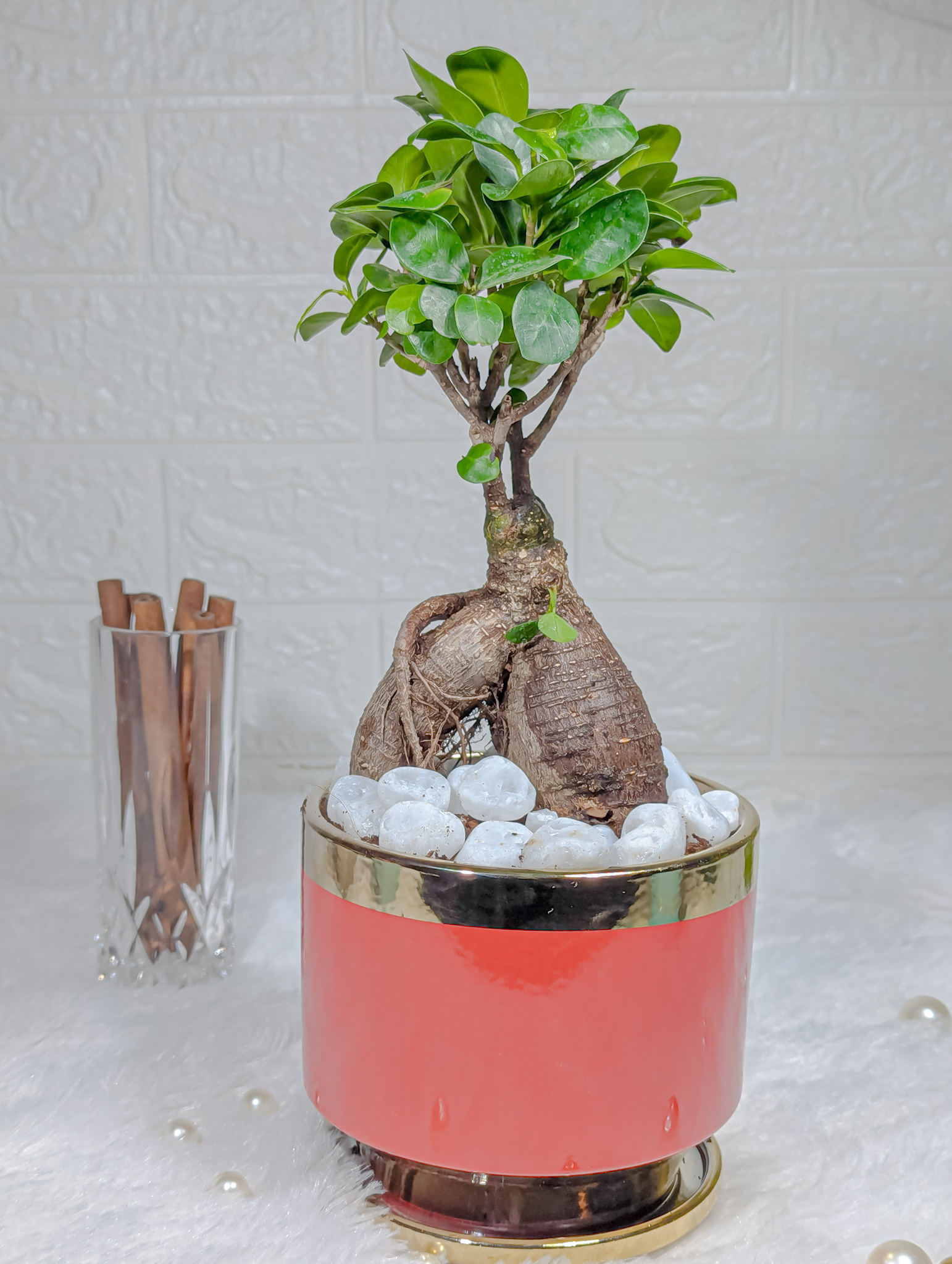 Ficus Bonsai Plant in A Red Ceramic Pot Indoor Live Plant, Live Indoor Plants for Living Room, Plant Stand for Balcony, Stylish Pots for Indoor Plants and Décor