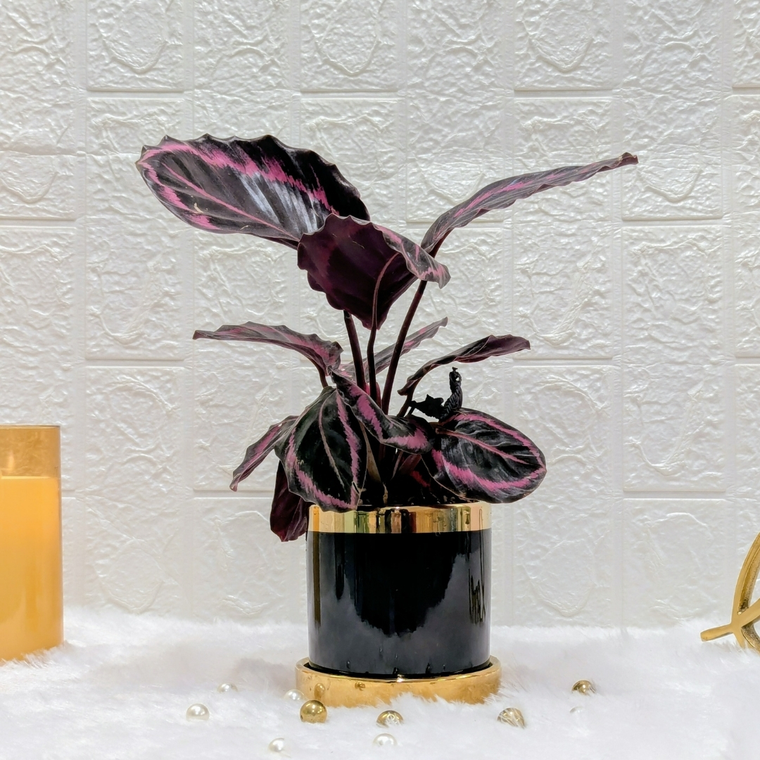 Calathea Dottie Plant In Black & Gold Finished Designer Ceramic Pot | Indoor Plant For Home | Indoor Plant For Living Room | Indoor Plants