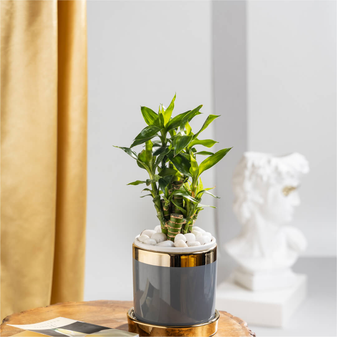 Lucky Bamboo Plant with Grey Ceramic Plant Pot