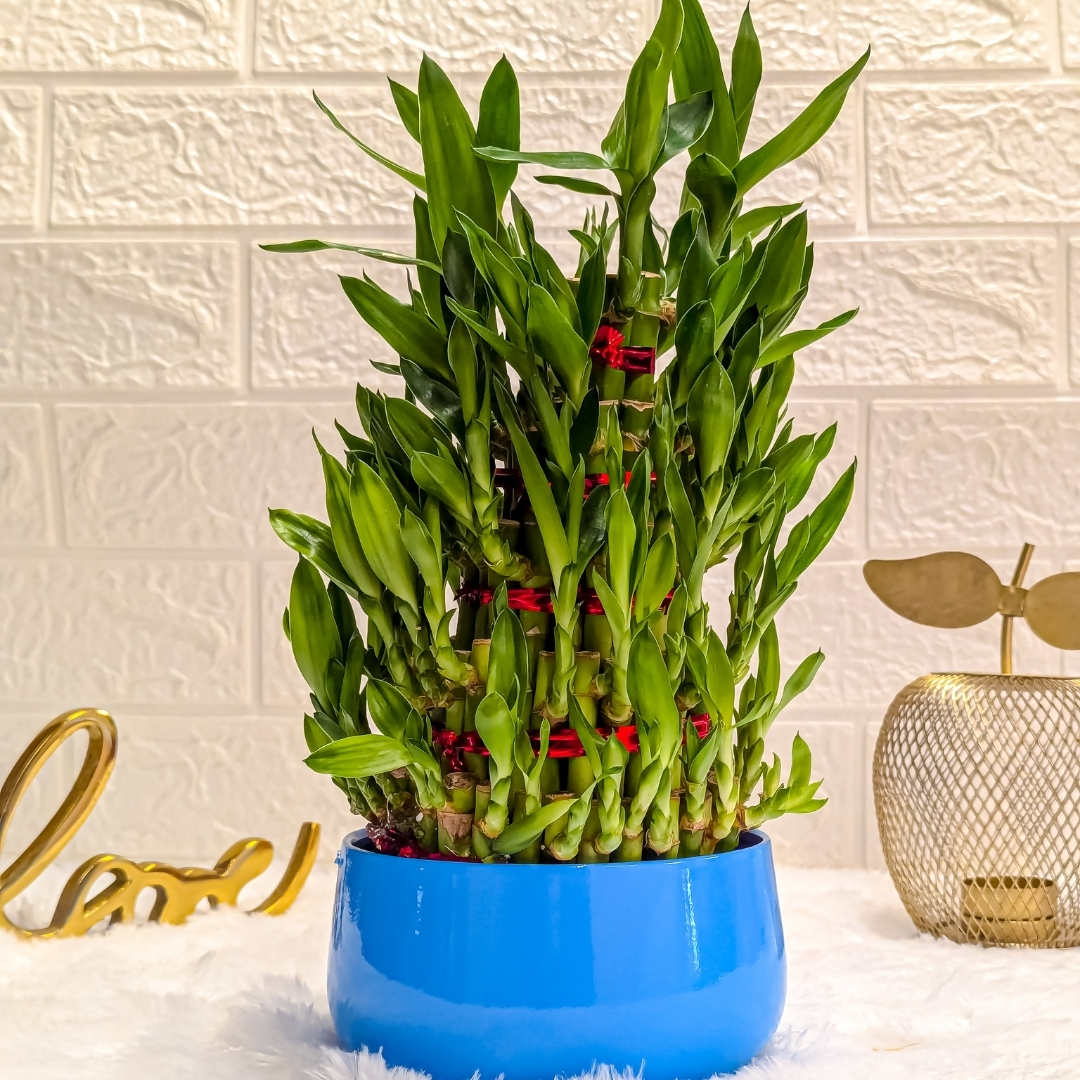 5 Layer Lucky Bamboo Plant in Blue Metal Pot Live Indoor Plants for Living Room, Plant Stand for Balcony, Stylish Pots for Indoor Plants and Décor