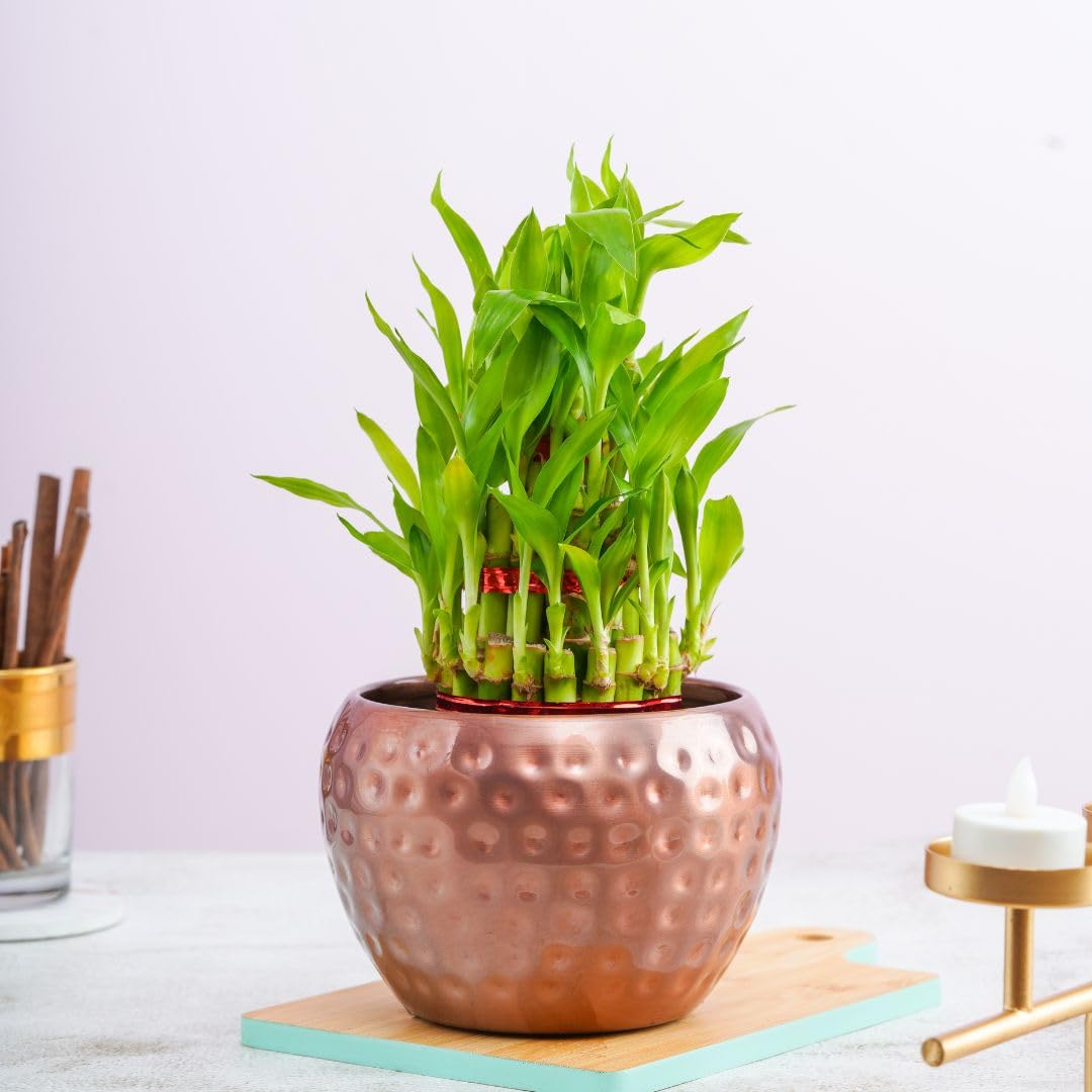 3 Layer Lucky Bamboo Plant In A Copper Metal Dotted Pot