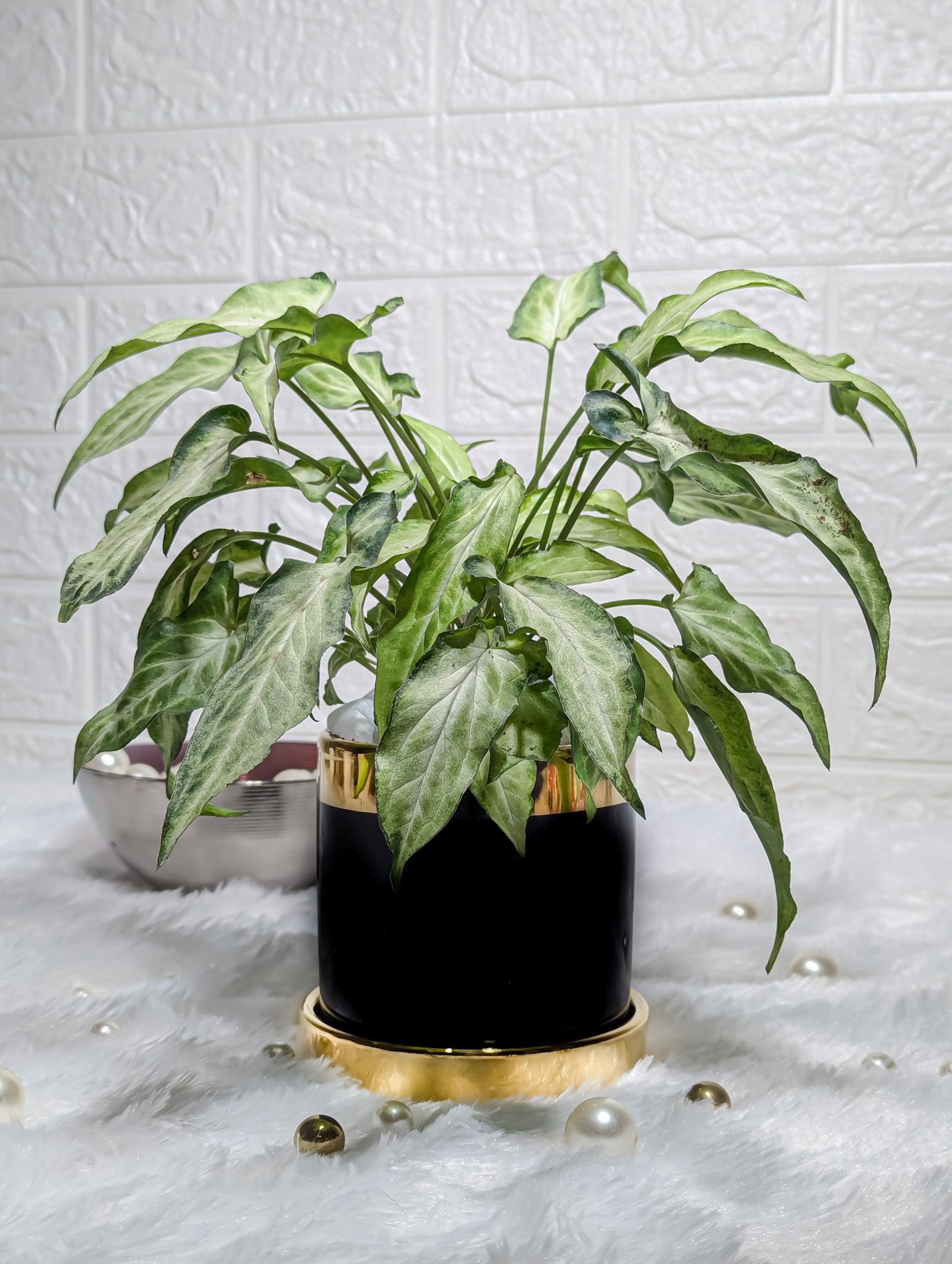 Syngonium Plant in a Black And Gold Finished Ceramic Pot - | Indoor Plant For Home | Indoor Plant For Living Room | Indoor Plants