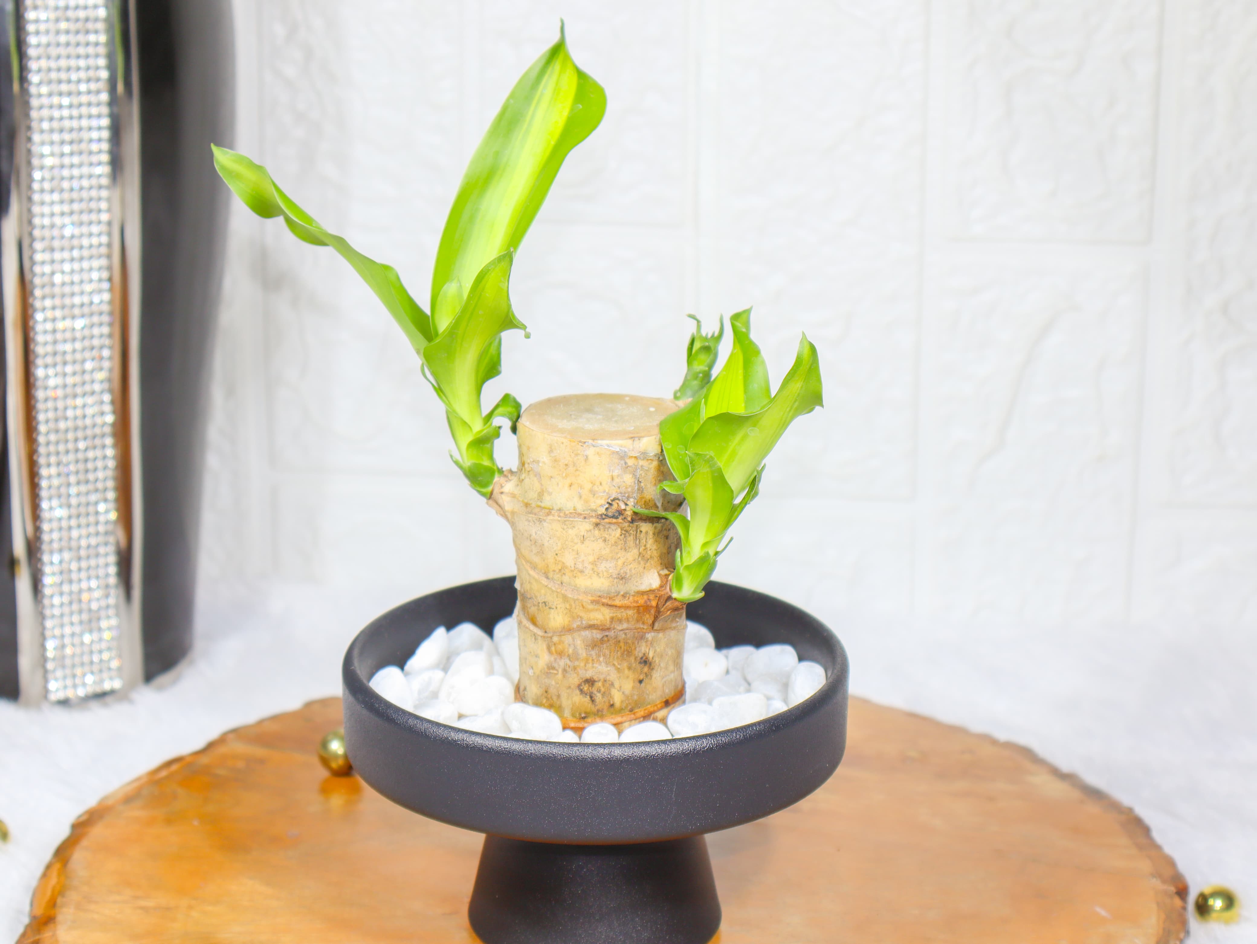 Brazilian Wood Lucky Bamboo in A Black Pot - Decorative Indoor Plant, Good Luck Plant, Feng Shui & Office, Colorful Plant for Home Decor & Special Occasions