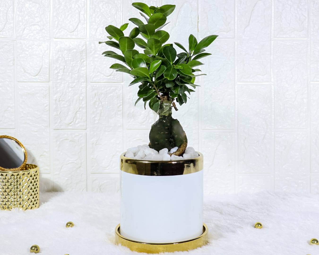 Ficus Bonsai In White And Gold Ceramic Pot - Designer Ceramic Pot | Indoor Plant For Home | Indoor Plant For Living Room | Indoor Plants