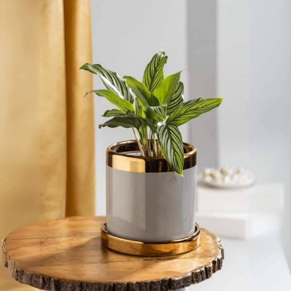 Calathea Vittata Plant with Grey and Gold Ceramic Plant Pot