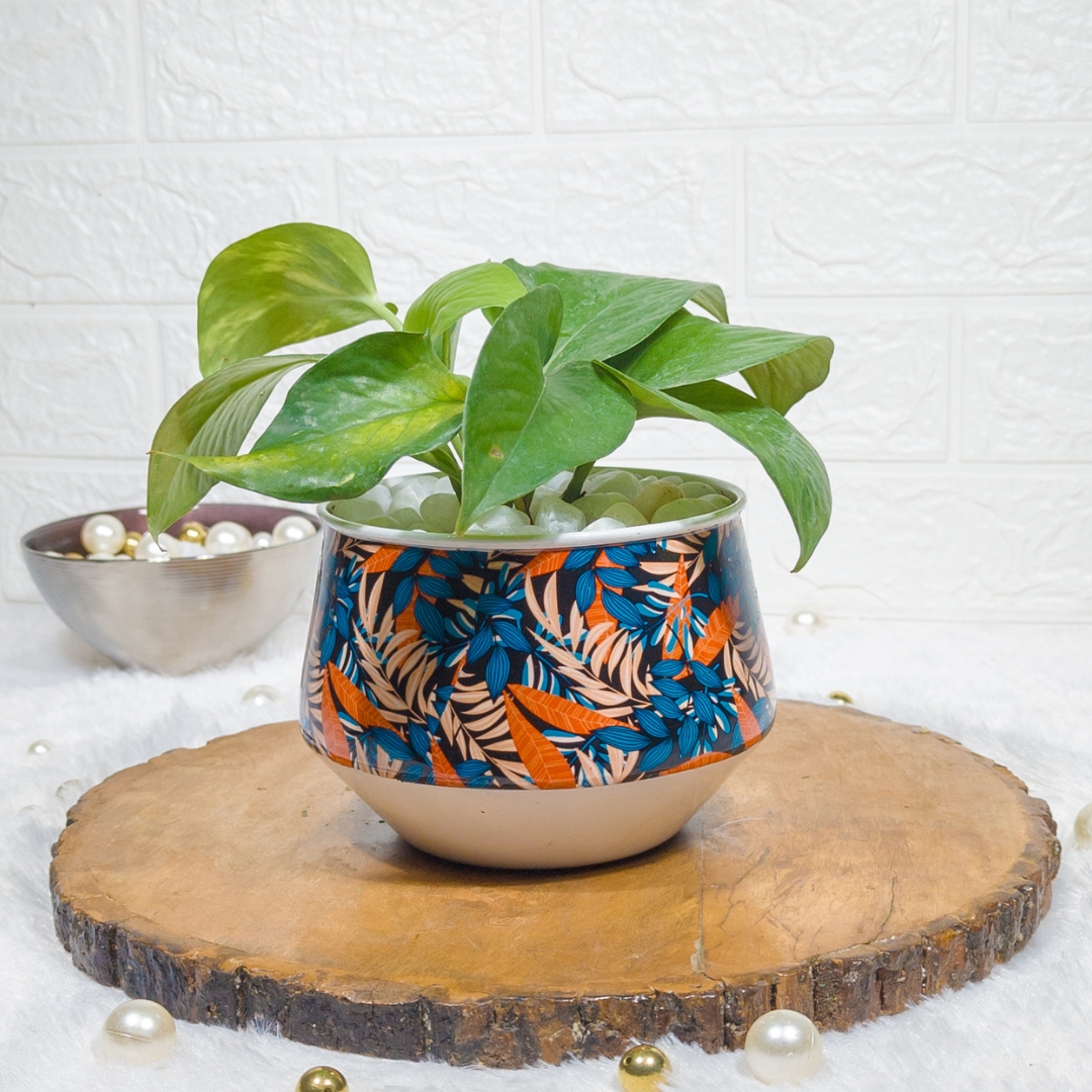 Variegated Money Plant in a Printed Metal Pot – Decorative Indoor Plant for Home & Office, Lucky Plant for Feng Shui, Easy Care Houseplant, Perfect Gift for Housewarming & Special Occasions