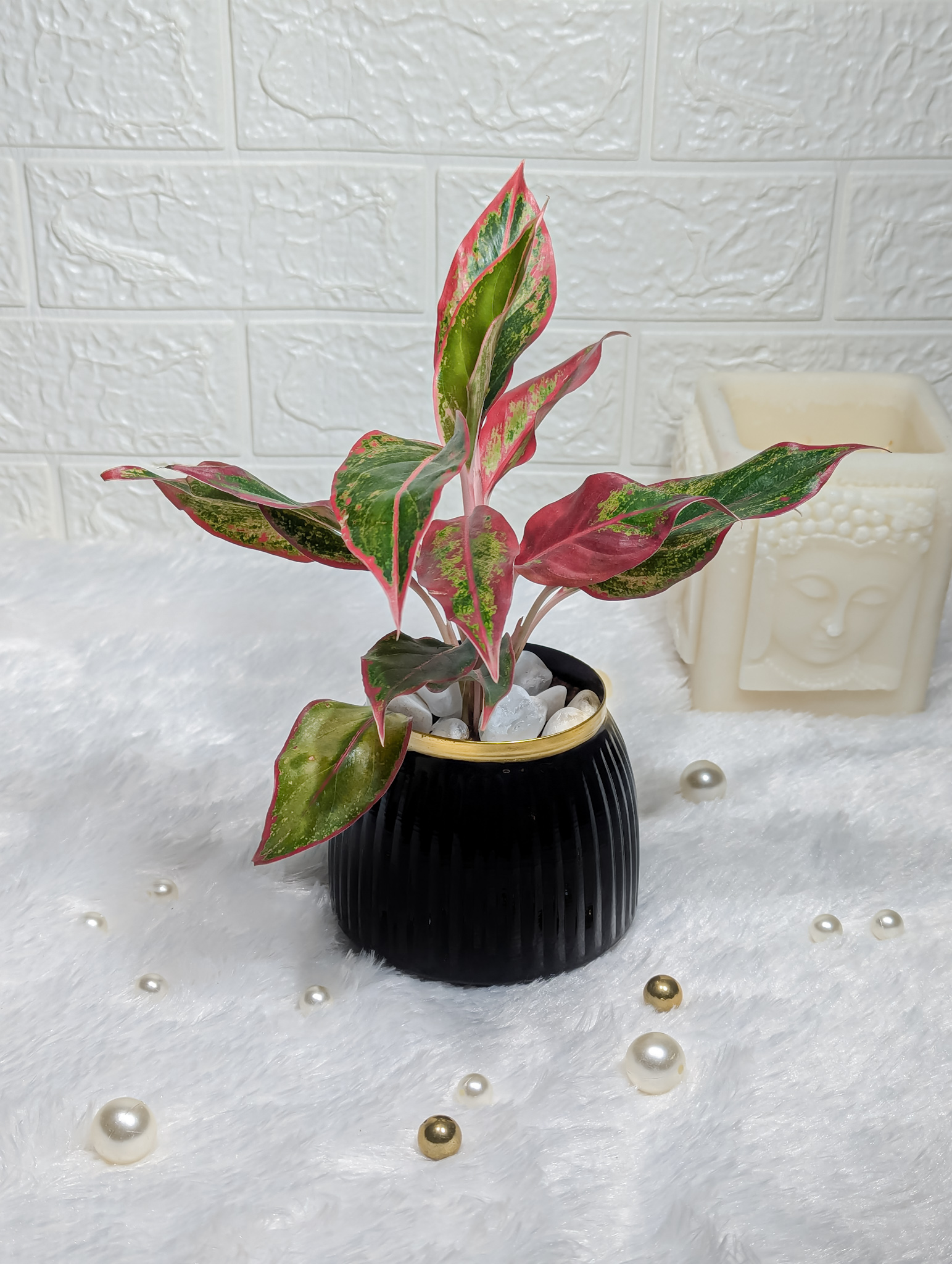 Aglaonema Lipstick In Black Metal Pot - Decorative Indoor Plant, Easy Care Houseplant for Home & Office, Air Purifying Plant & Special Occasions