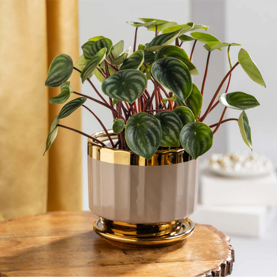 Peperomia Water Melon Plant with Ceramic Plant Pot