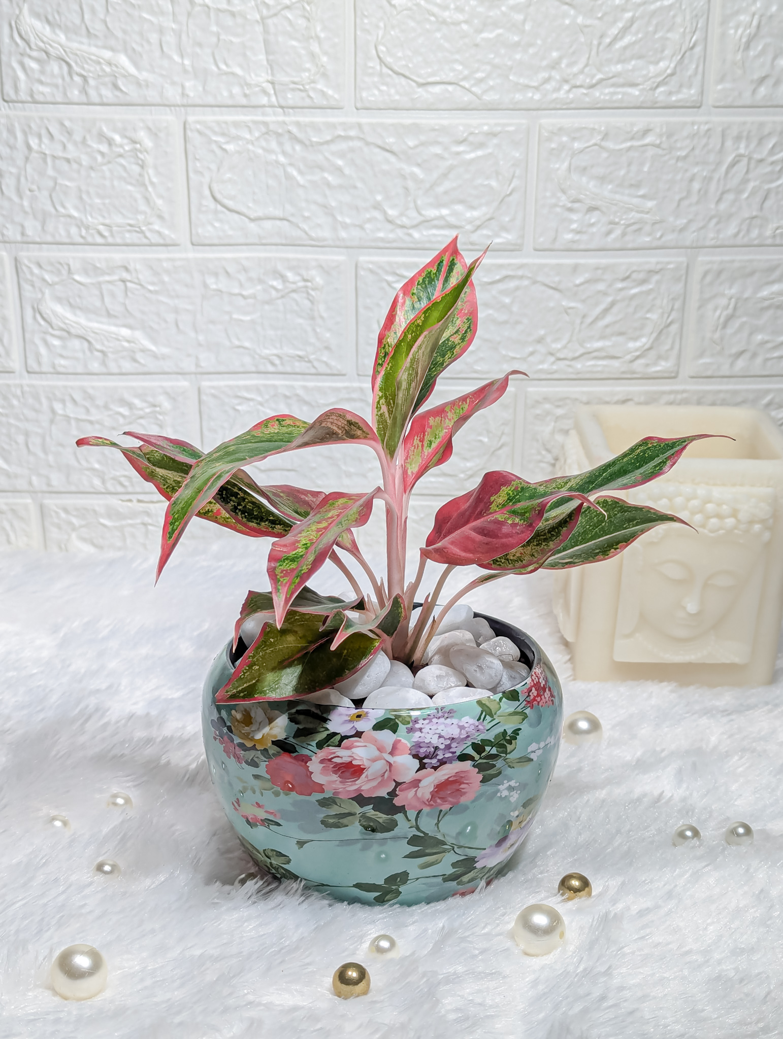 Aglaonema Lipstick In Skyblue Printed Metal Pot - Decorative Indoor Succulent, Easy Care Houseplant for Home & Office, Stylish Green Plant for Modern Decor & Special Occasions