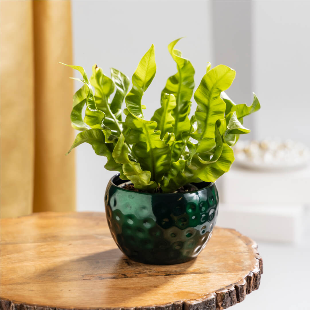 Asplenium Crispy Wave Fern Plant with Dark Green Textured Plant Pot