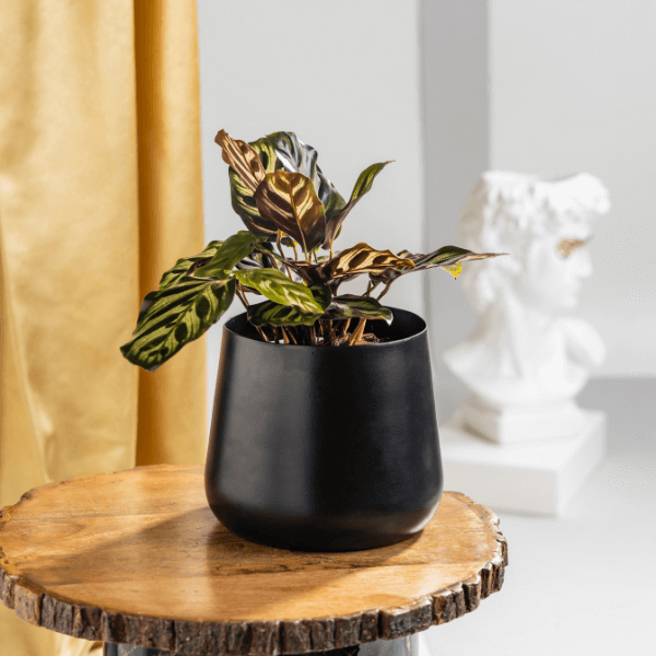 Calathea Makoyana With Black Metal Planter