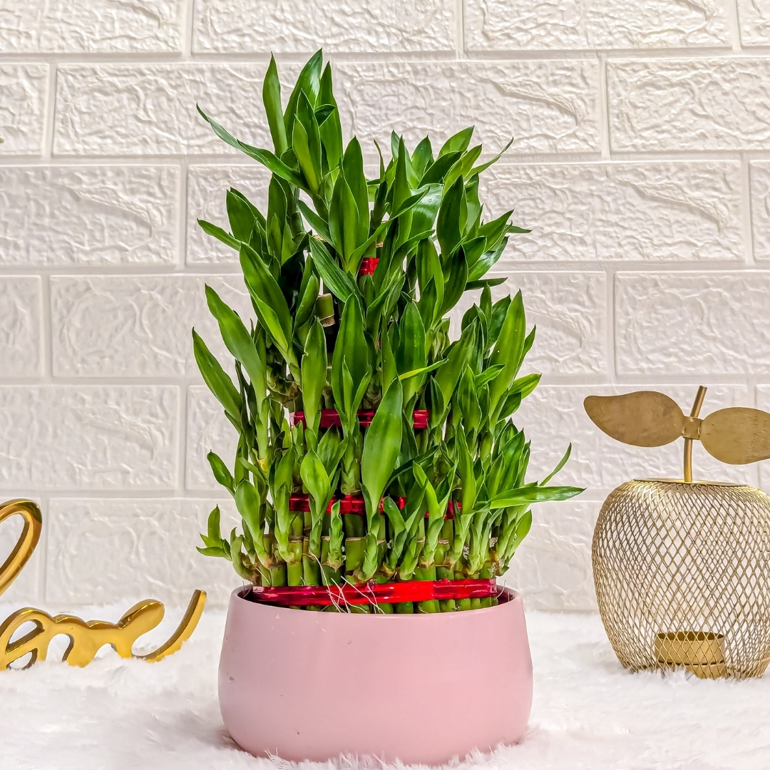 5 Layer Lucky Bamboo Plant in Pink Metal Pot Live Indoor Plants for Living Room, Plant Stand for Balcony, Stylish Pots for Indoor Plants and Décor