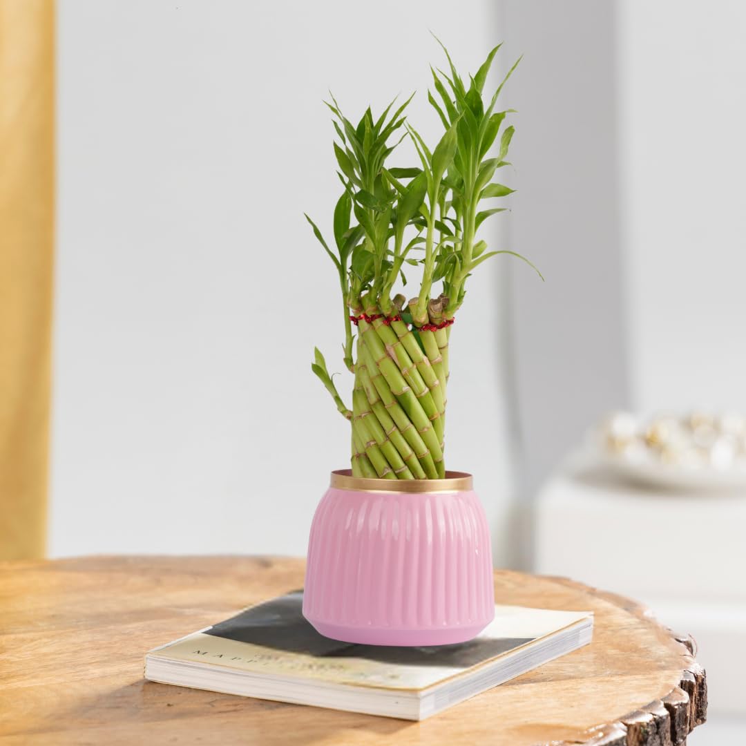 Spiral lucky bamboo with pink metal pot