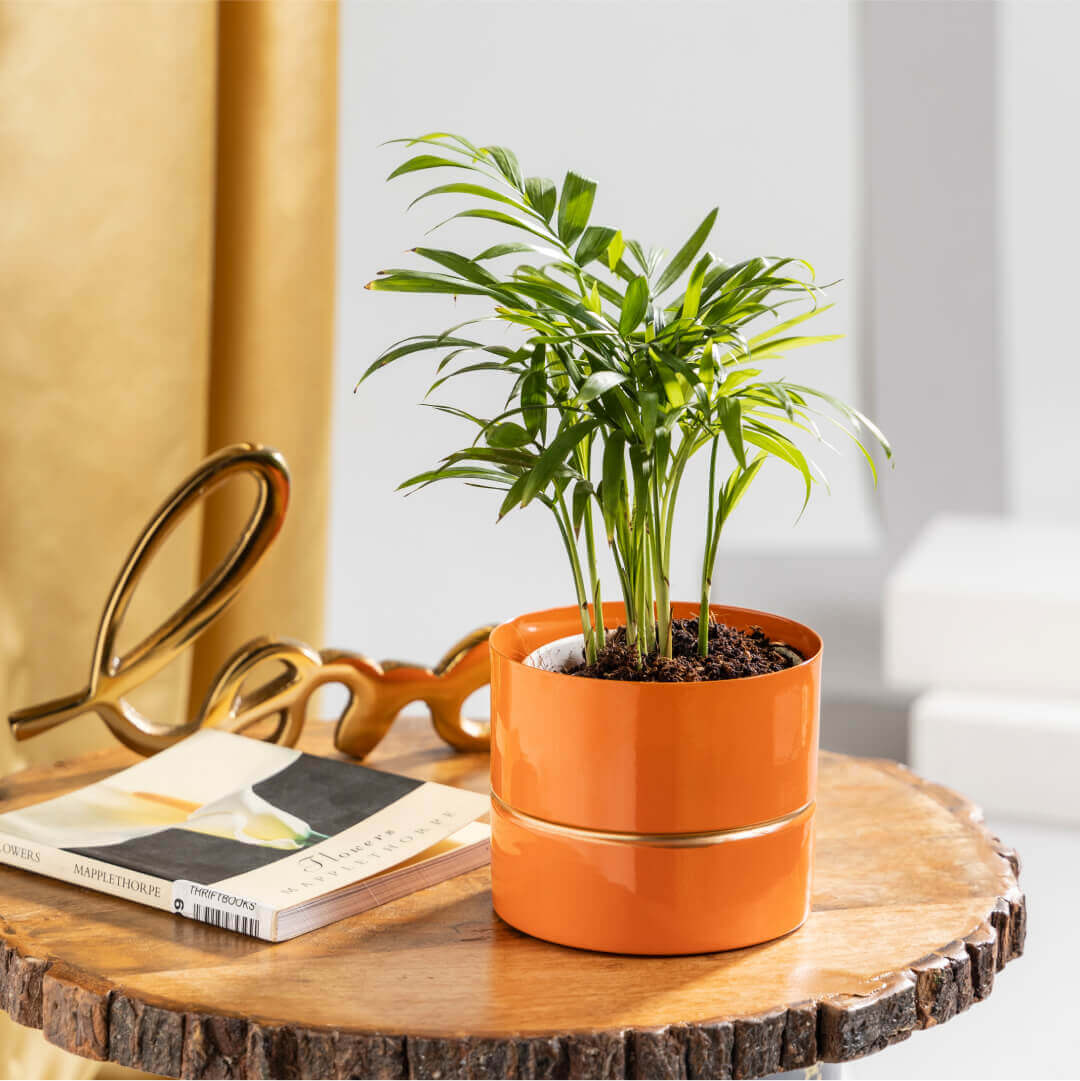 Bamboo Palm Plant with Orange Metal Plant Pot