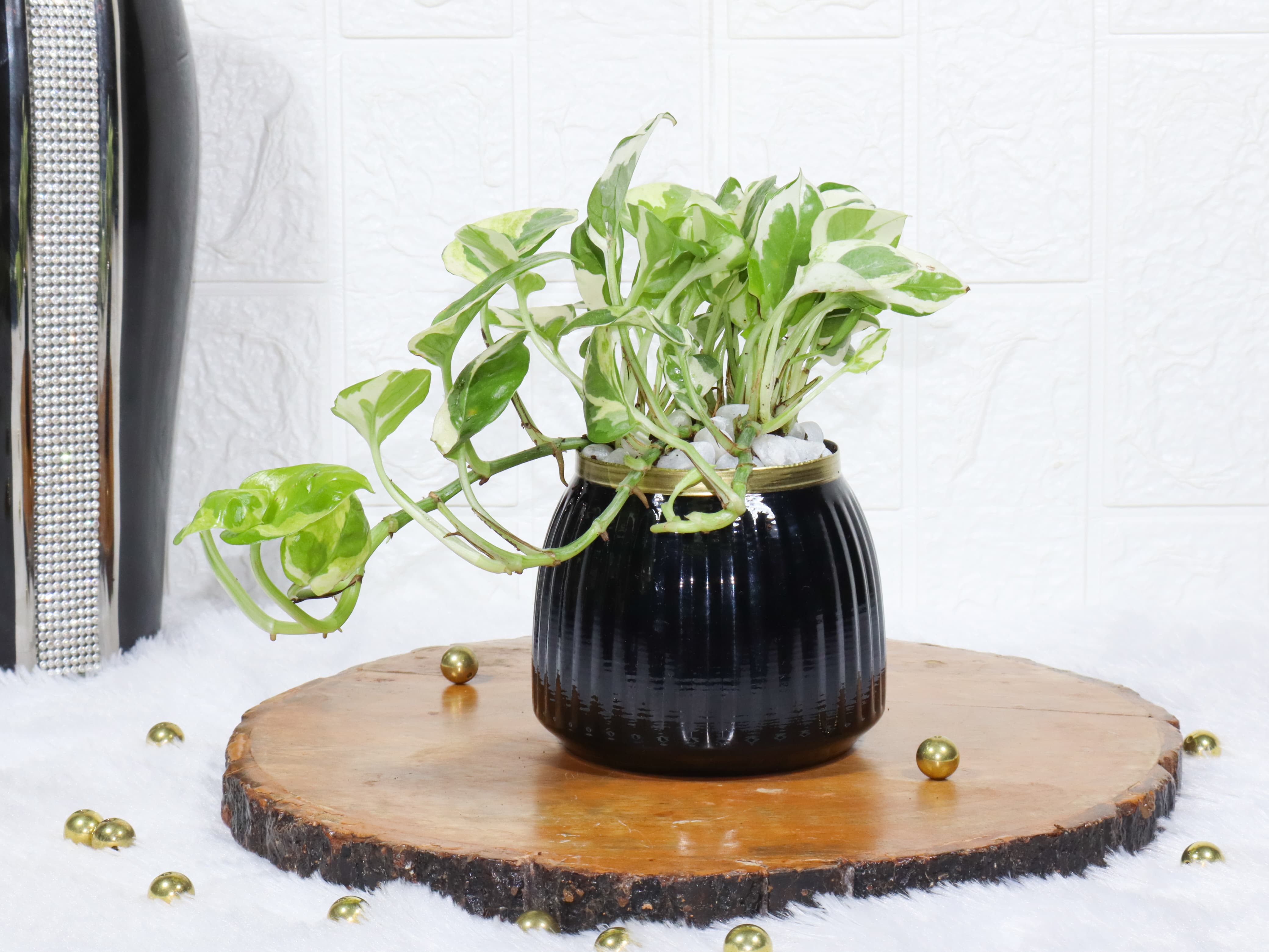 Variegated Money Plant In Black Metal Pot - Decorative Indoor Plant, Easy Care Houseplant for Home & Office, Colorful Plant for Home Decor & Special Occasions