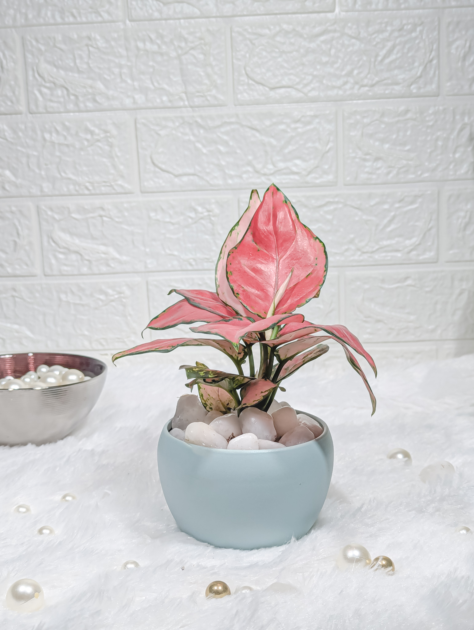 Aglaonema Red in Blue Orchid Pot – Decorative Indoor Plant, Easy Care Houseplant for Home & Office, Colorful Plant for Home Decor & Special Occasions