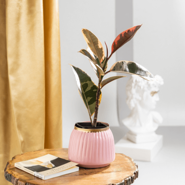 Rubber Variegated Plant With Pink Metal Plant Pot