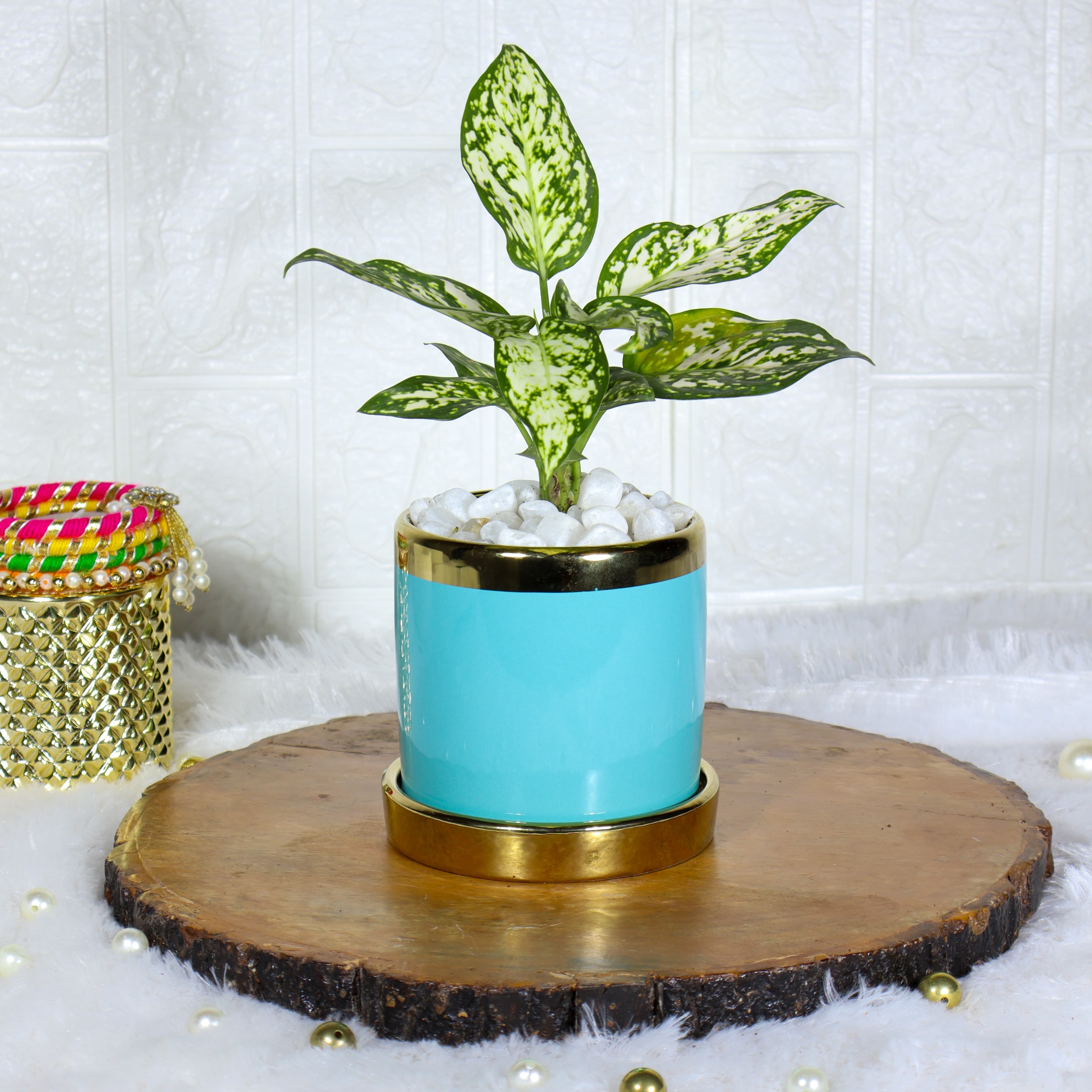 Aglaonema Snow White In Designer Blue Ceramic Pot - Designer Ceramic Pot | Indoor Plant For Home | Indoor Plant For Living Room | Indoor Plants