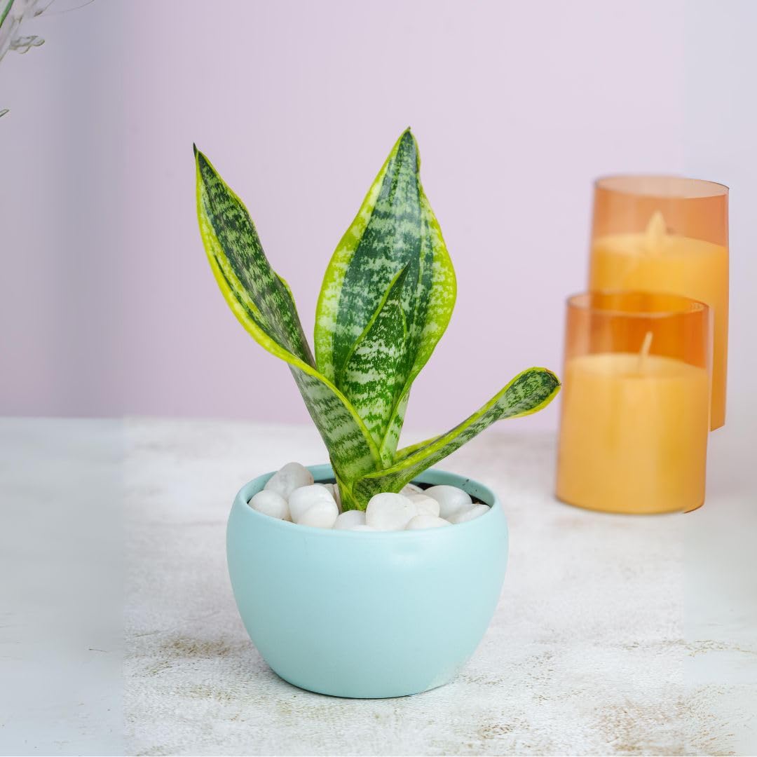 Snake Plant In a Sky Blue Metal Pot