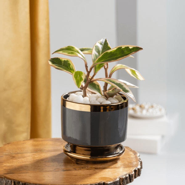 Peperomia clusiifolia Tricolor Plant with Grey & Gold  Ceramic Pot