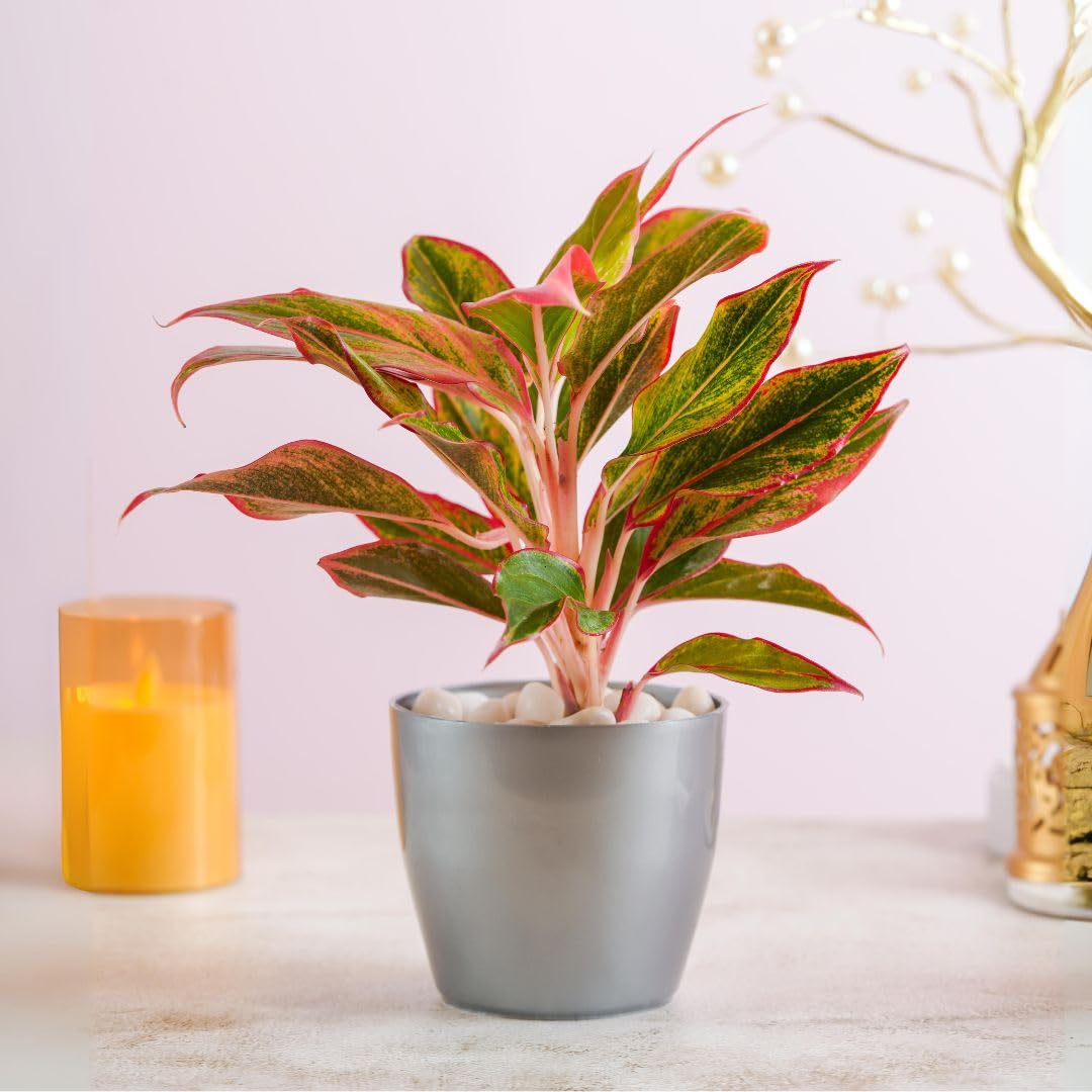 Aglonema Lipstick Plant In a Grey Metal Pot