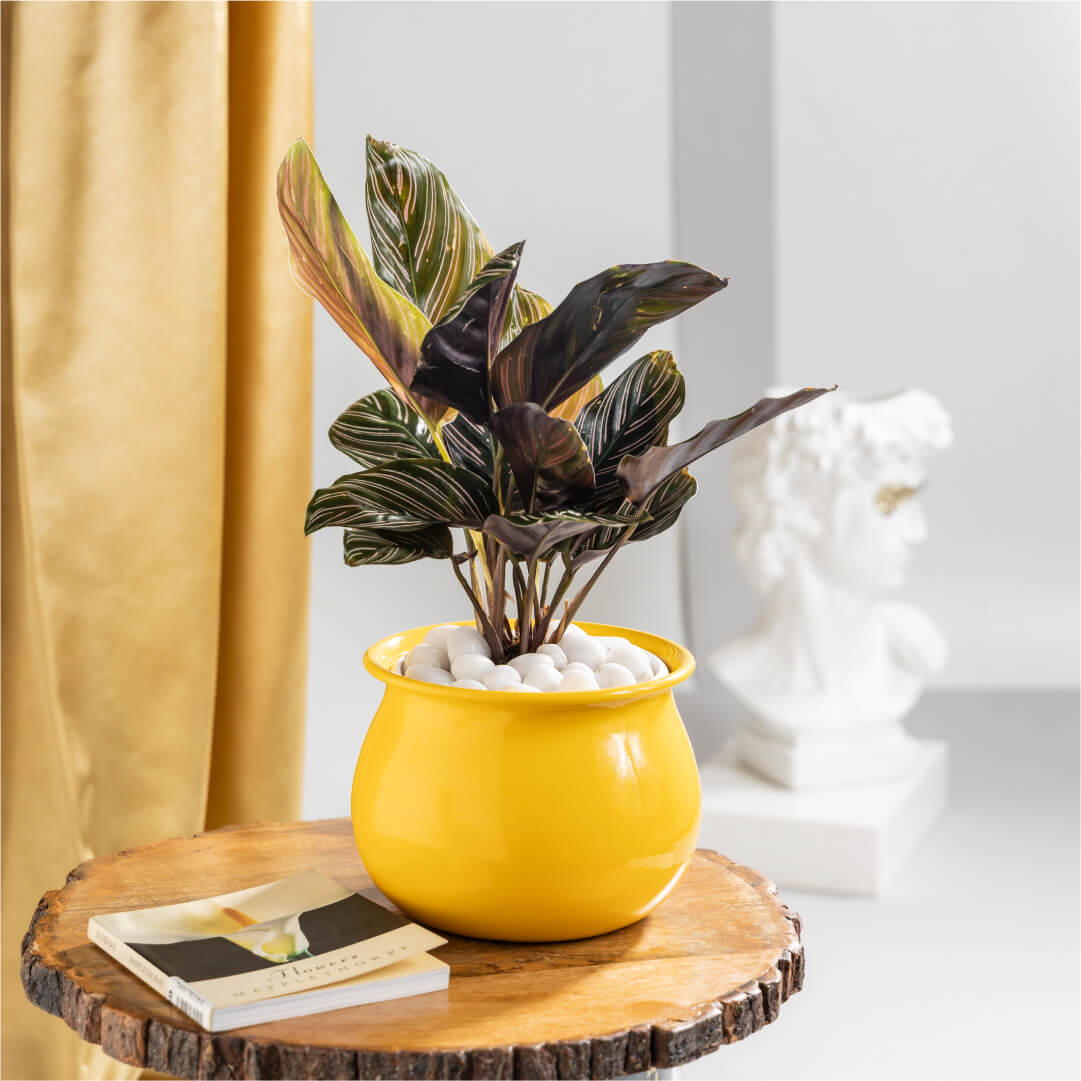 Calathea Ornata Plant with Yellow Metal Plant Pot