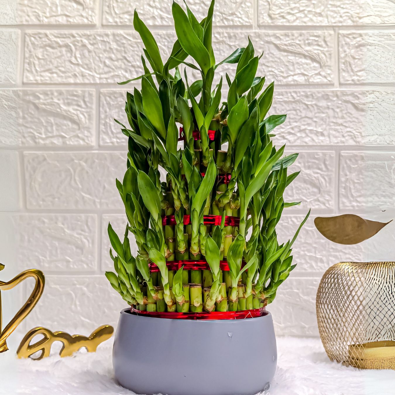 5 Layer Lucky Bamboo Plant in Grey Metal Pot Live Indoor Plants for Living Room, Plant Stand for Balcony, Stylish Pots for Indoor Plants and Décor