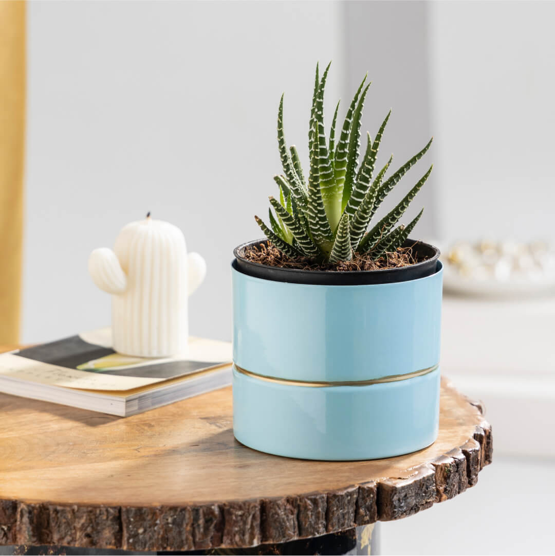 Haworthia Plant Succulent with Blue Metal Plant Pot