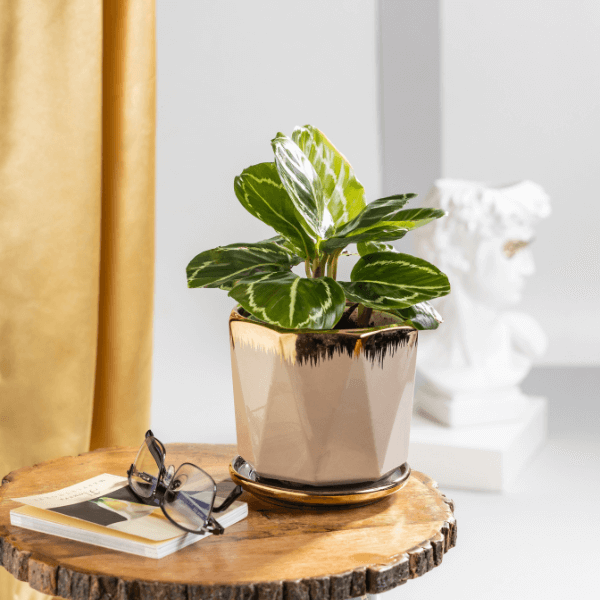 Calathea Green Lipstick Plant with Beige Ceramic Plant Pot