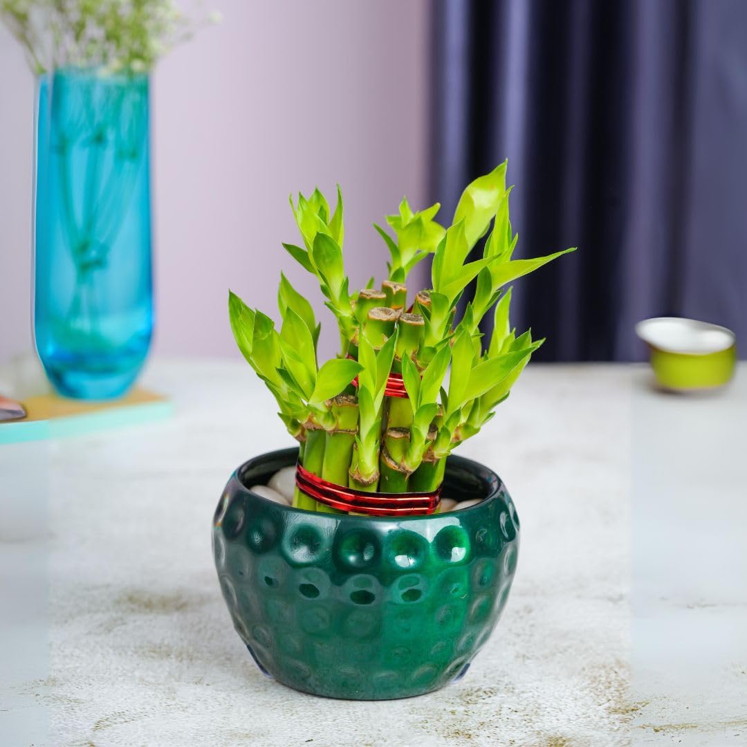 2 Lucky Bamboo With A Green dotted Pot