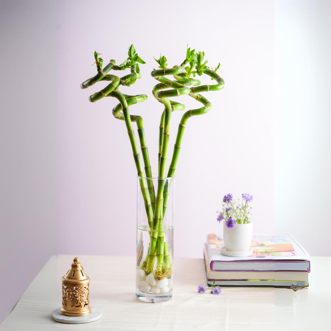 5 Layer Lucky Spiral Bamboo Plant In A Clear Glass Bottle