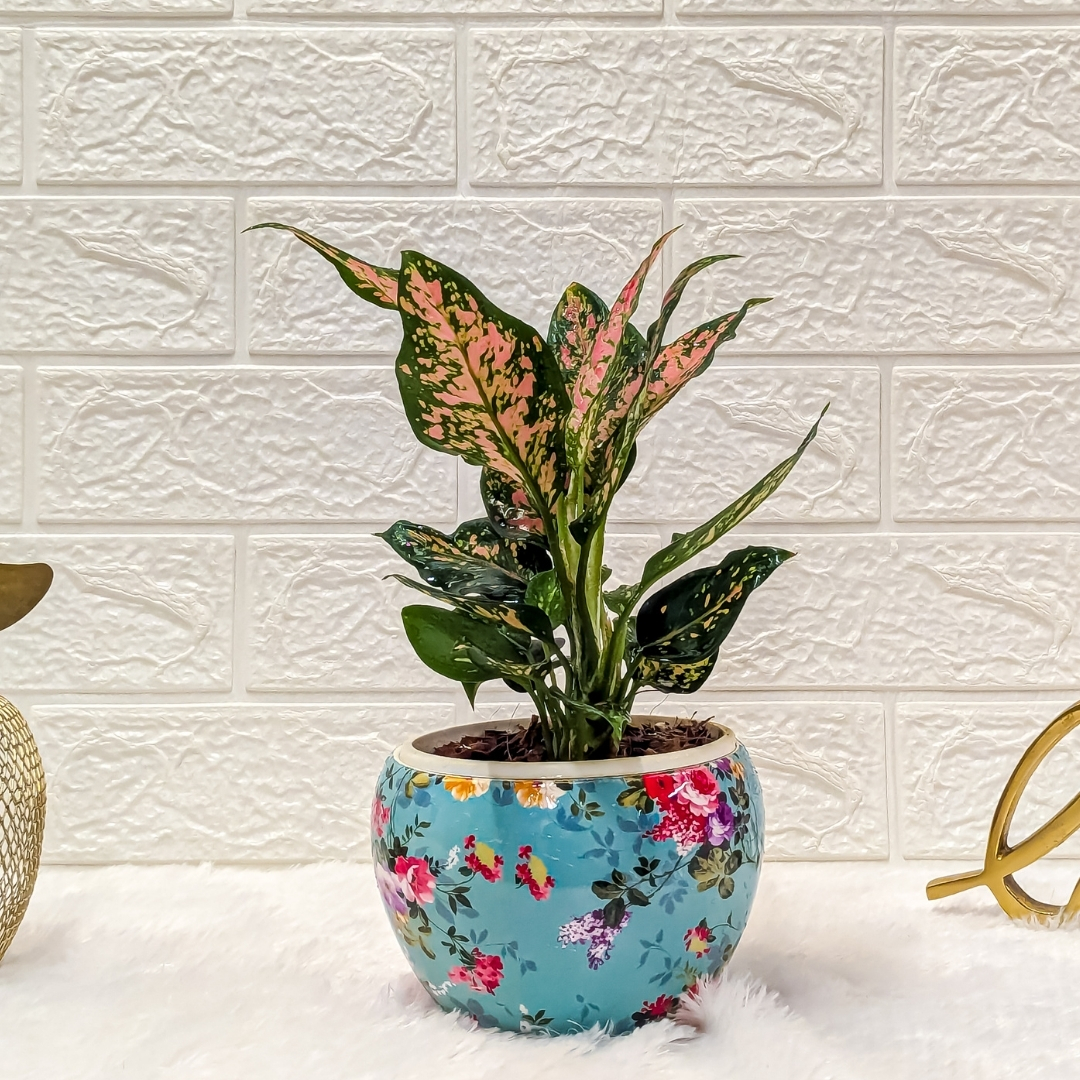 Aglaonema Rui In A Sky Blue Printed Pot | Indoor Plant For Home | Indoor Plant For Living Room | Indoor Plants