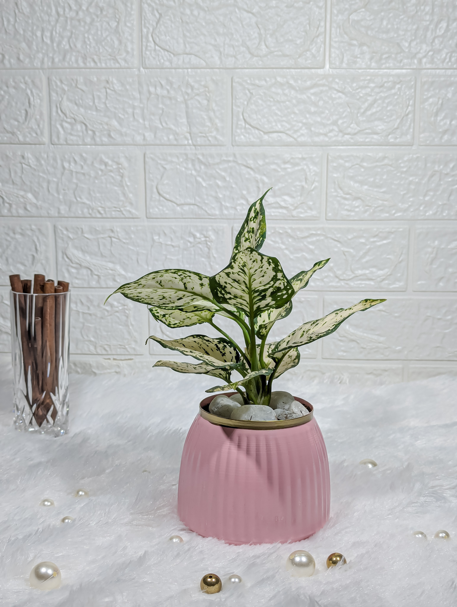 Aglaonema Snow White In Chic Pink Metal Designer Pot - Decorative Indoor Plant, Easy Care Houseplant for Home & Office, Colorful Plant for Home Decor & Special Occasions