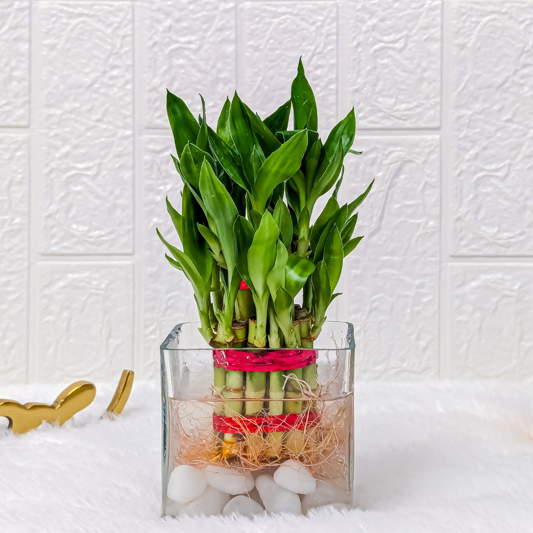 2 Layer Lucky Bamboo Plant with 4x4 Square Glass Pot, Indoor Plants for Living Room, Plant Stand for Balcony, Stylish Pots for Indoor Plants and Decor