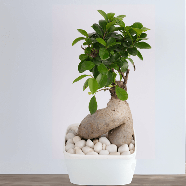 Ficus Bonasai In A White Plastic Pot