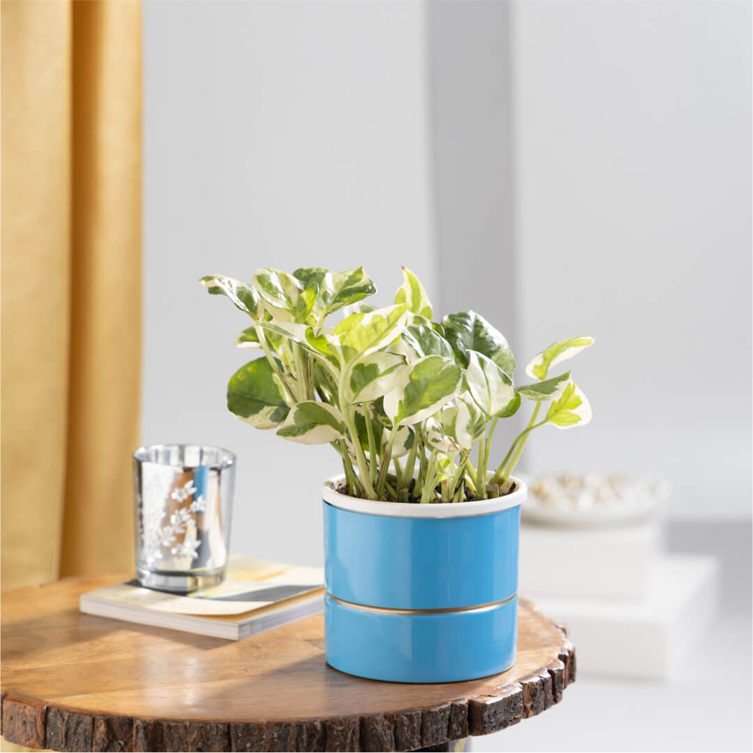 Scindapsus Money Plant with Blue Metal Plant Pot